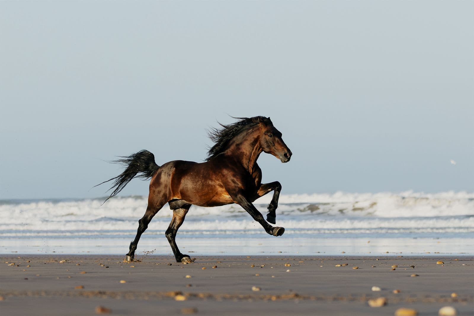 our horses