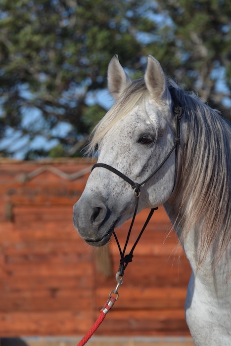 13-najem-essauira-horses-paradise