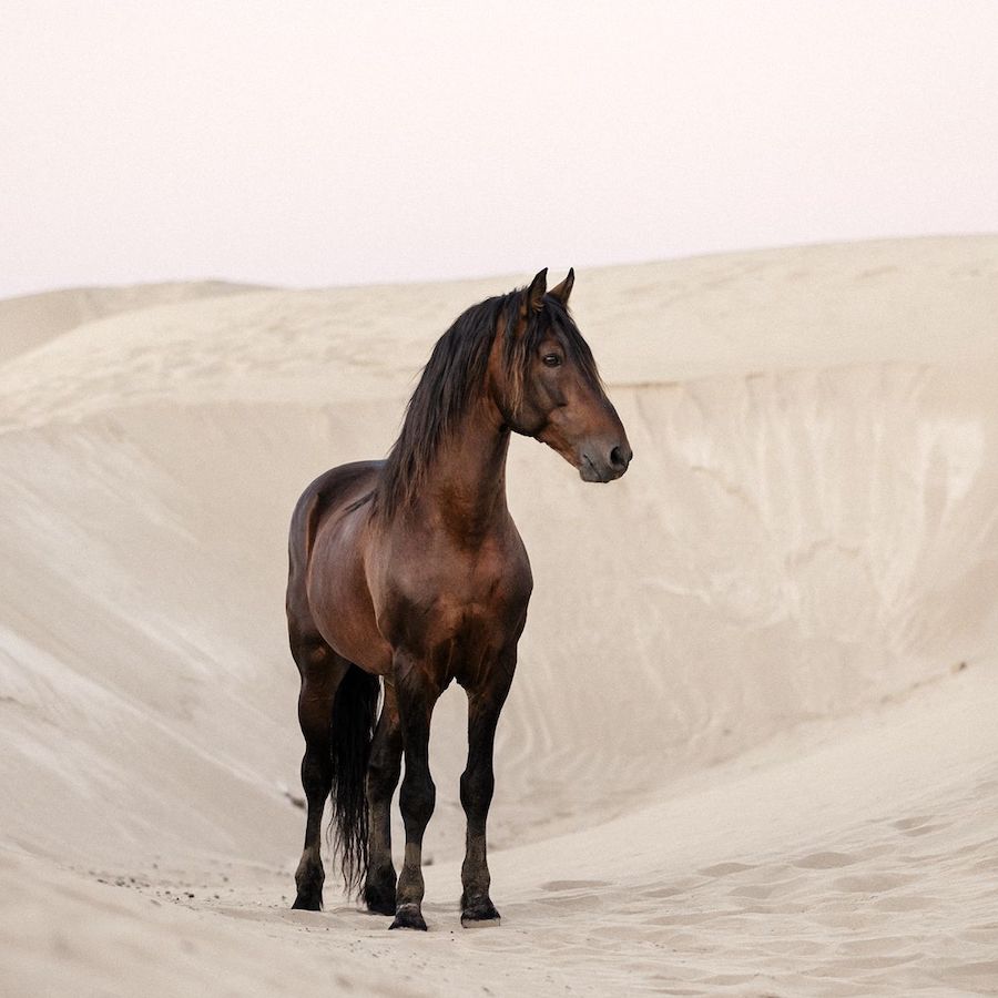 essauira horses_4-cuadro