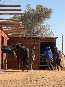 17-essaouira-horse-paradise-gallery