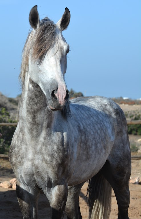 LHASSANI