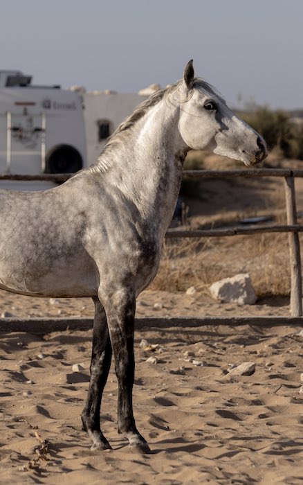 LHASSANI 3