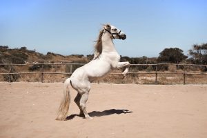 Our story Essaouira Horse Paradise horse Our story Essaouira Horse Paradise horse