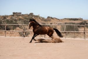Our story Essaouira Horse Paradise Horse 2 Our story Essaouira Horse Paradise Horse 2